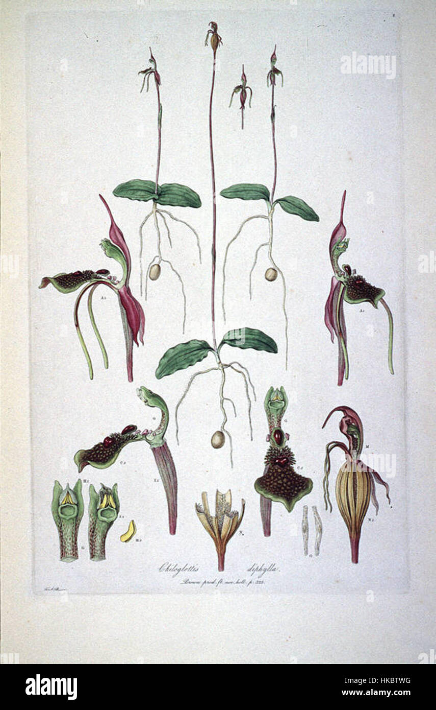 Chiloglottis diphylla (Illustrationes Florae Novae Hollandiae plate 8) Stock Photo