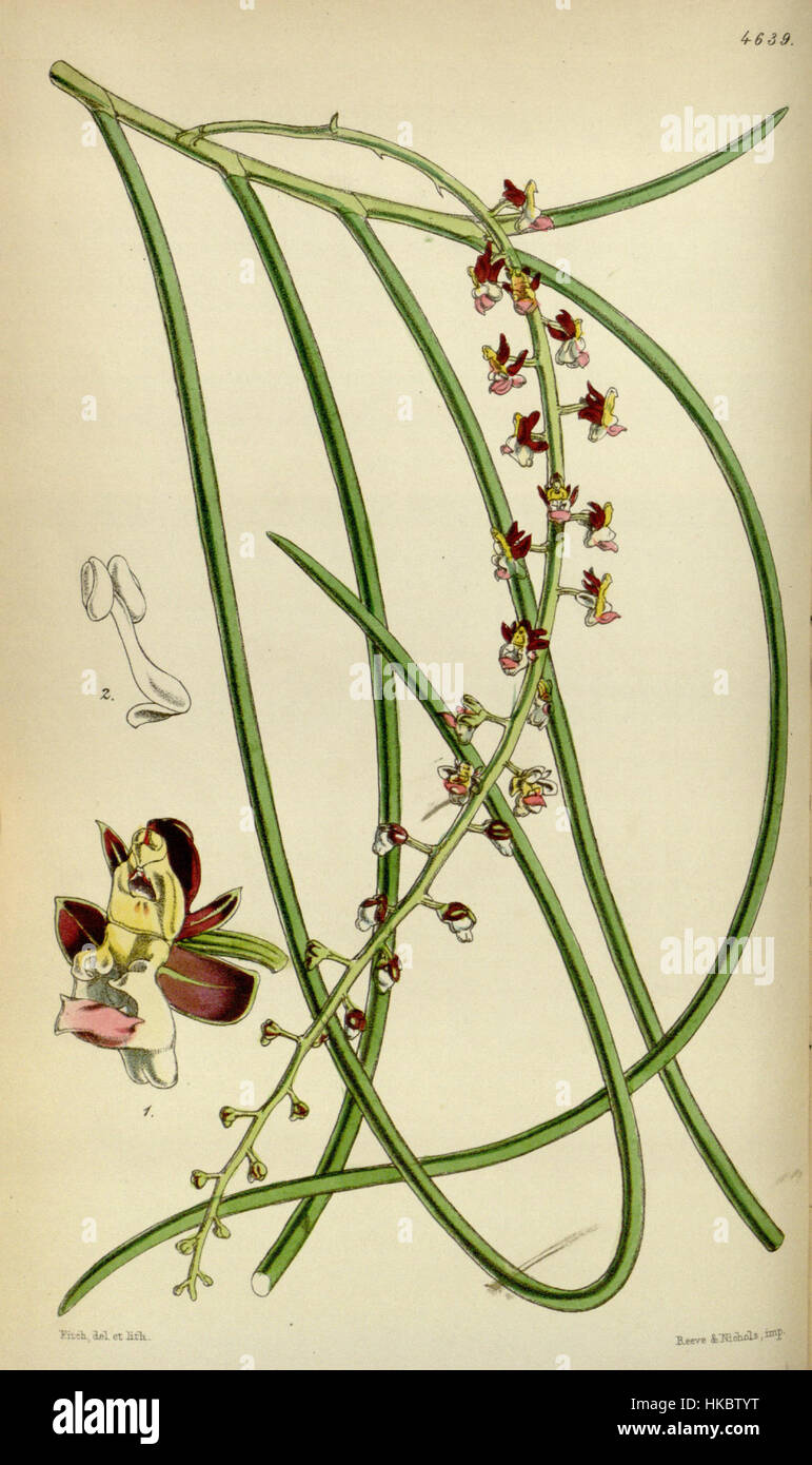 Cleisostoma filiforme (as Sarcanthus filiformis)   Curtis' 78 (Ser. 3 no. 8) pl. 4639 (1852) Stock Photo
