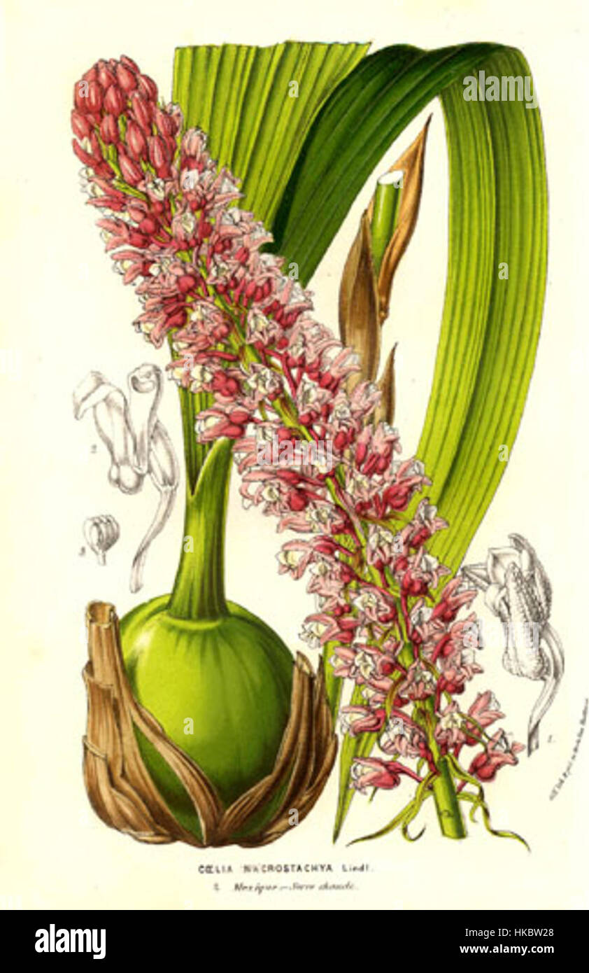 Coelia macrostachya (1854) Stock Photo