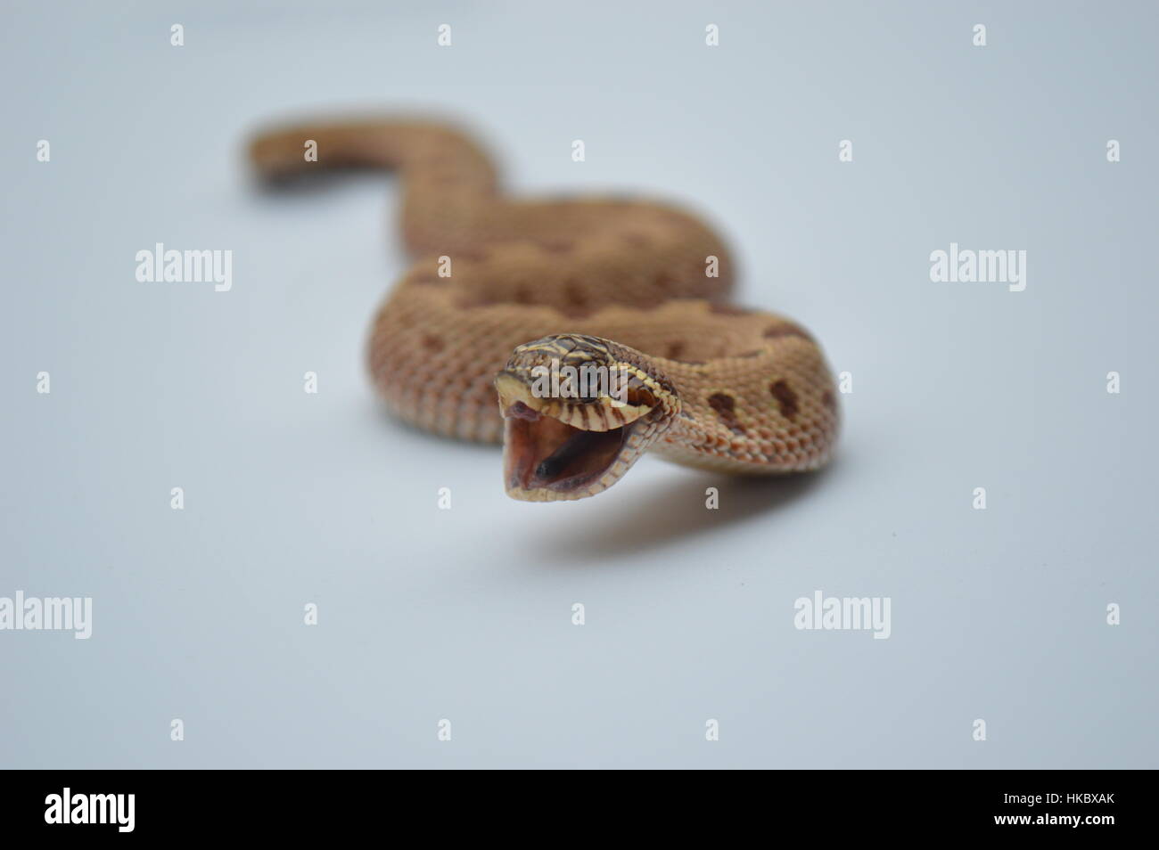 Albino Western Hognose Snake Stock Photo