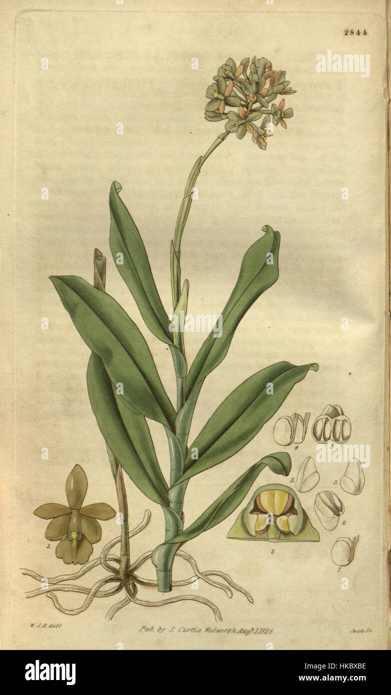 Epidendrum anceps (as E. fuscatum)   Curtis' vol. 55 tab 2844 (1828) Stock Photo