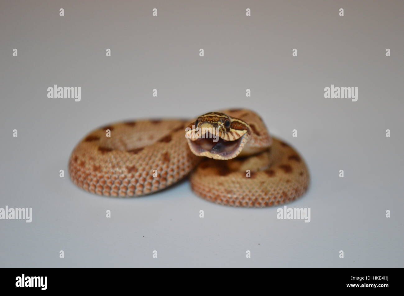 Albino Western Hognose Snake Stock Photo
