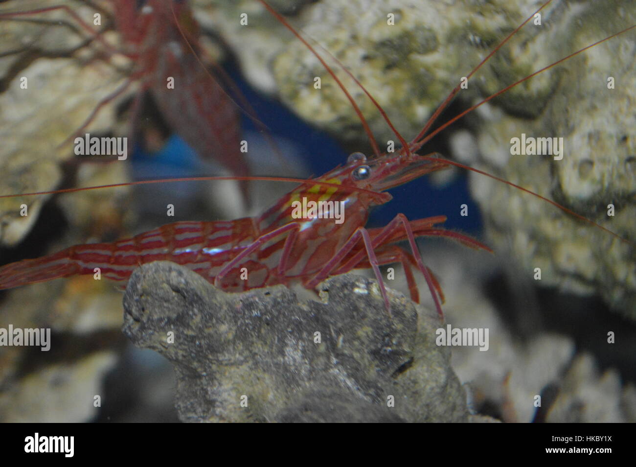 California Red Rock Shrimp Stock Photo