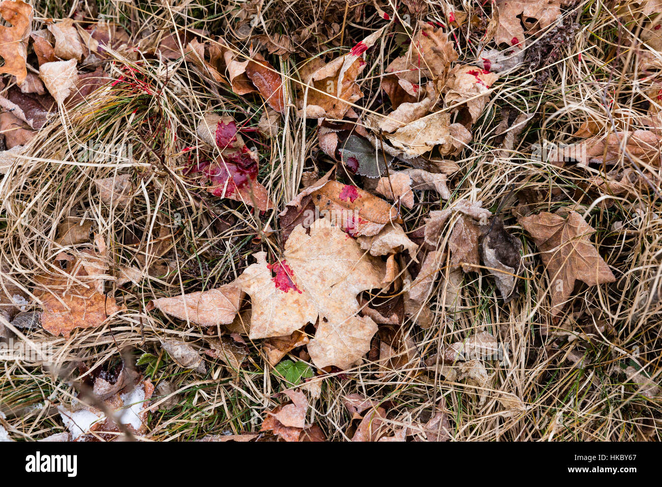 white-tailed-deer-blood-trail-stock-photo-alamy