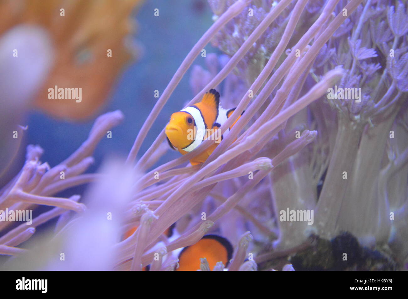 Clown Fish in anemone Stock Photo