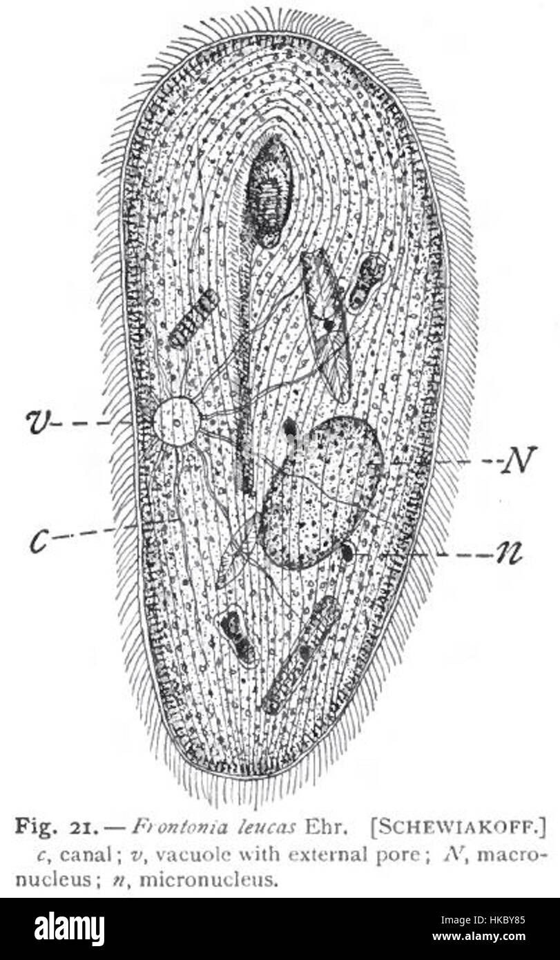This detailed illustration of Frontonia leucas, created by Gary Calkins and drawn by Schewiakoff, showcases the microscopic organism, highlighting its unique structure. The work is a scientific representation of this species in the field of biology. Stock Photo