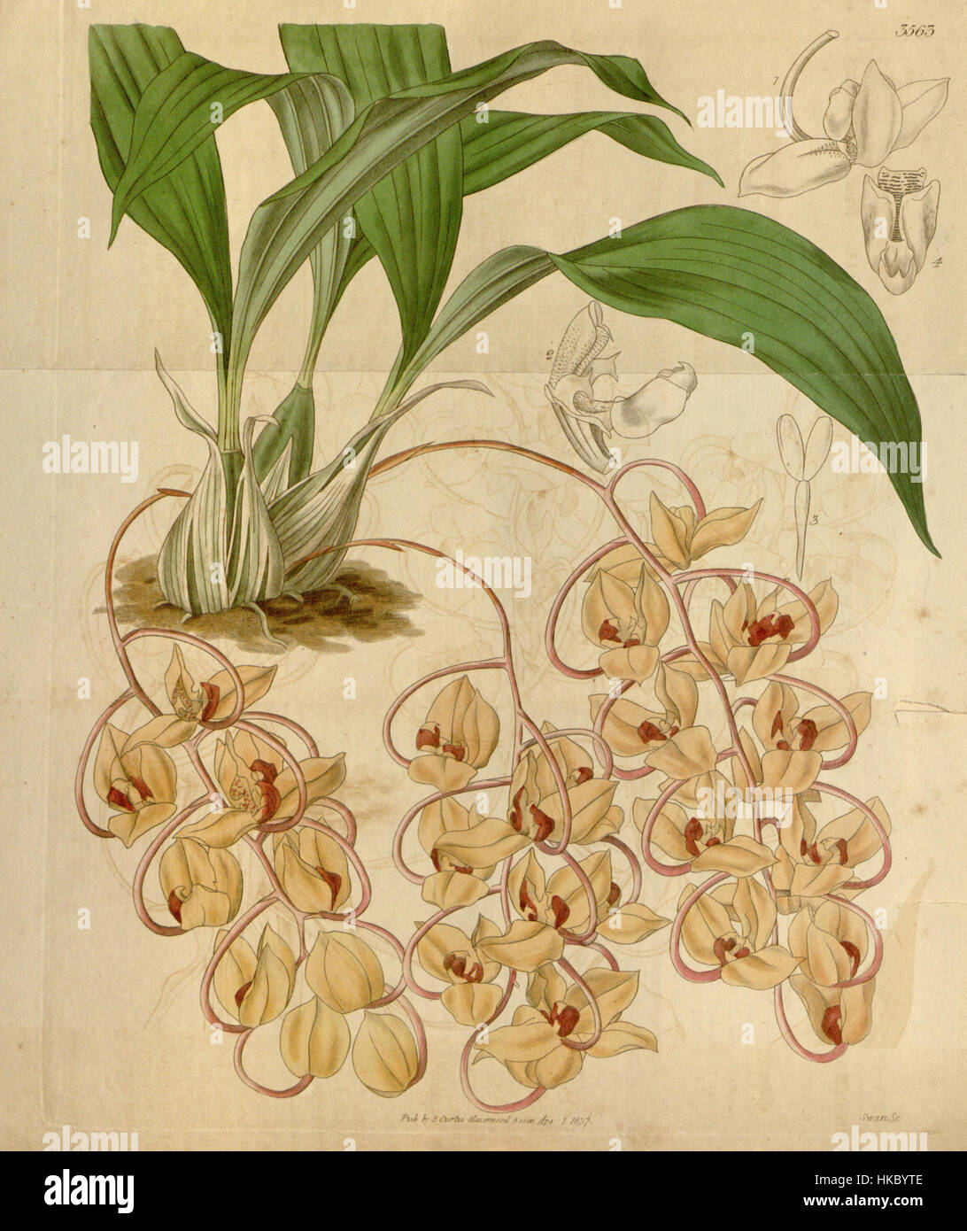 Gongora galeata (as syn. Acropera loddigesii)   Curtis' vol. 64 (N.S. 11) pl. 3563 ( 1837) Stock Photo