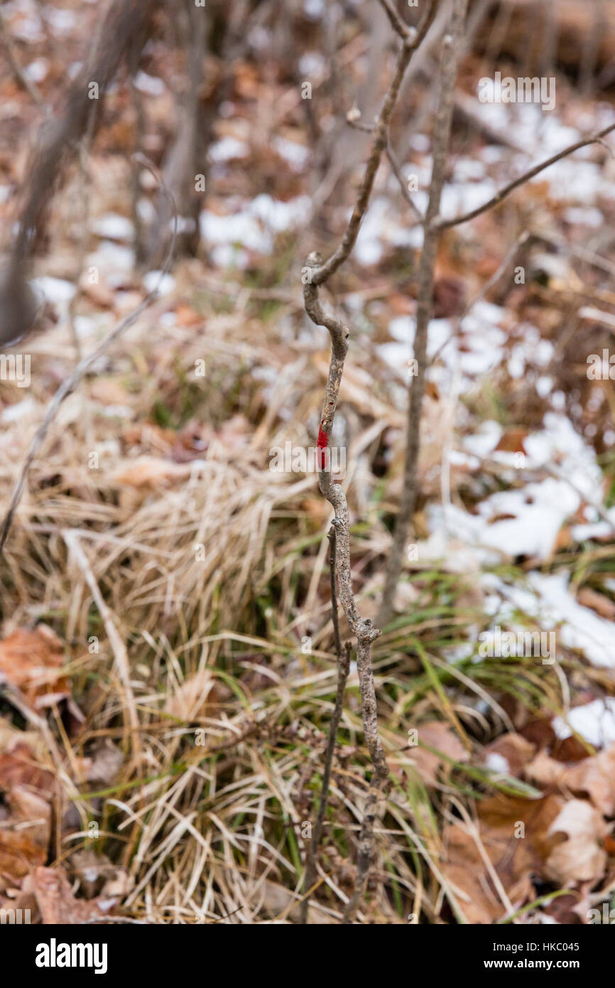 Whitetail blood trail hires stock photography and images Alamy