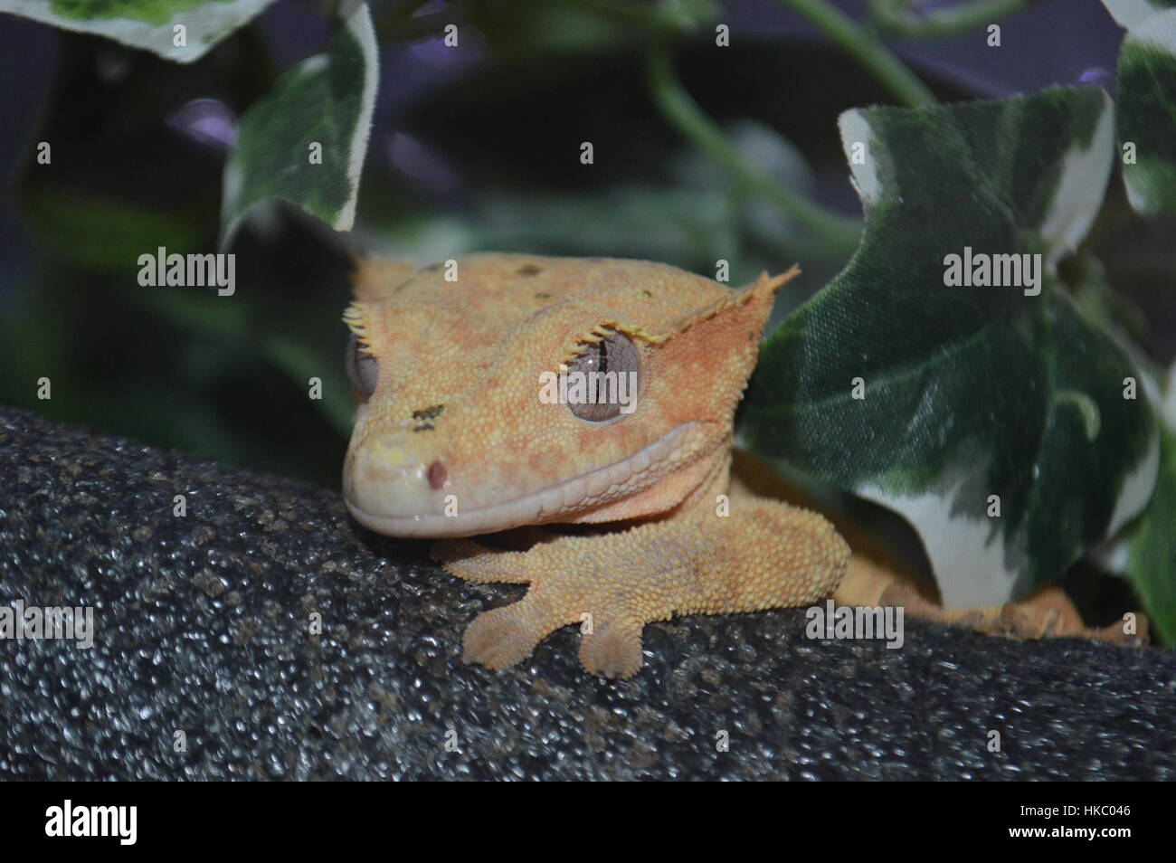 Crested Gecko (Correlophus ciliatus) Stock Photo