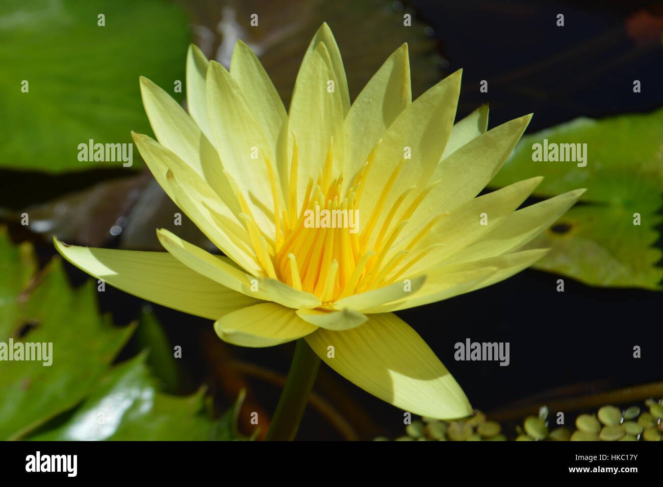 Pond lily flower Stock Photo Alamy