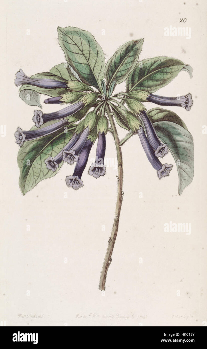 Iochroma cyaneum Stock Photo Alamy