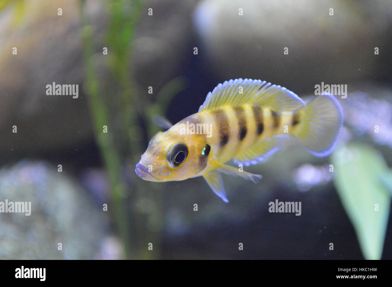 African Cichlid Fish Stock Photo