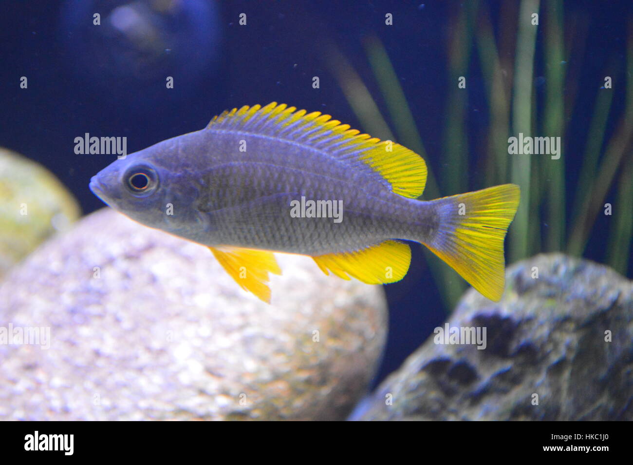 African Cichlid Fish Stock Photo