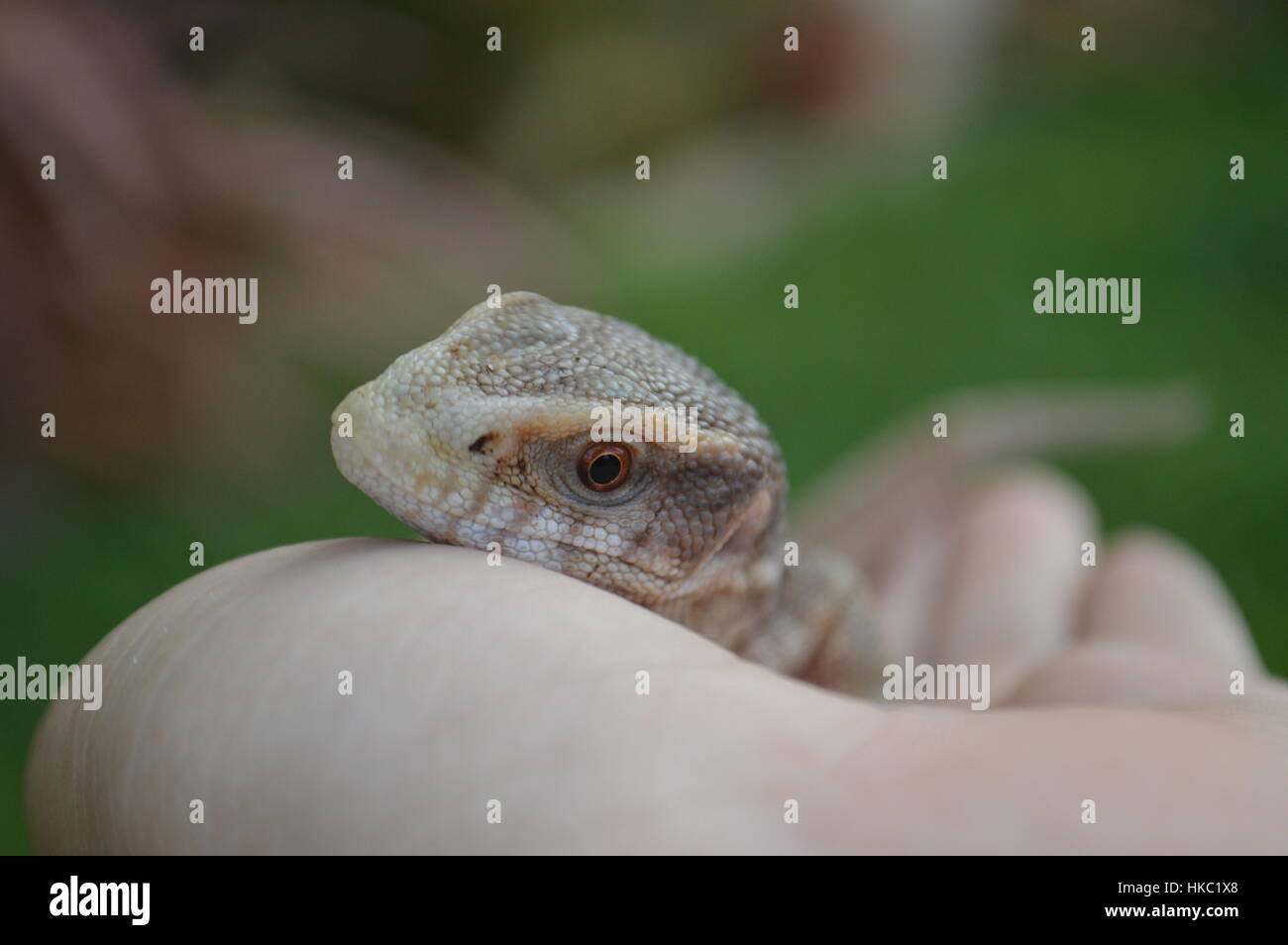 Savan Monitor Savannah Monitor Lizard Stock Photo - Alamy