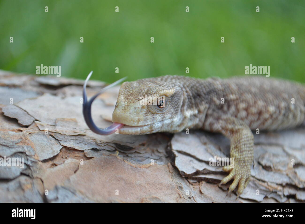 African monitor lizard hires stock photography and images Alamy