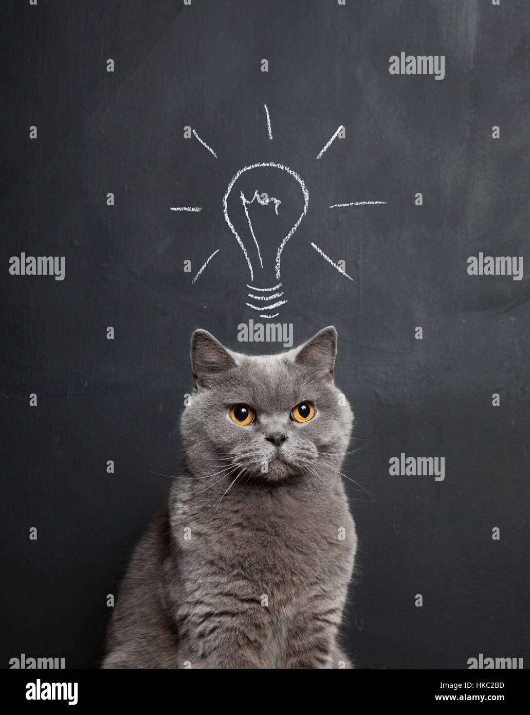 Chalk drawing of a light bulb above a grey cat. Stock Photo