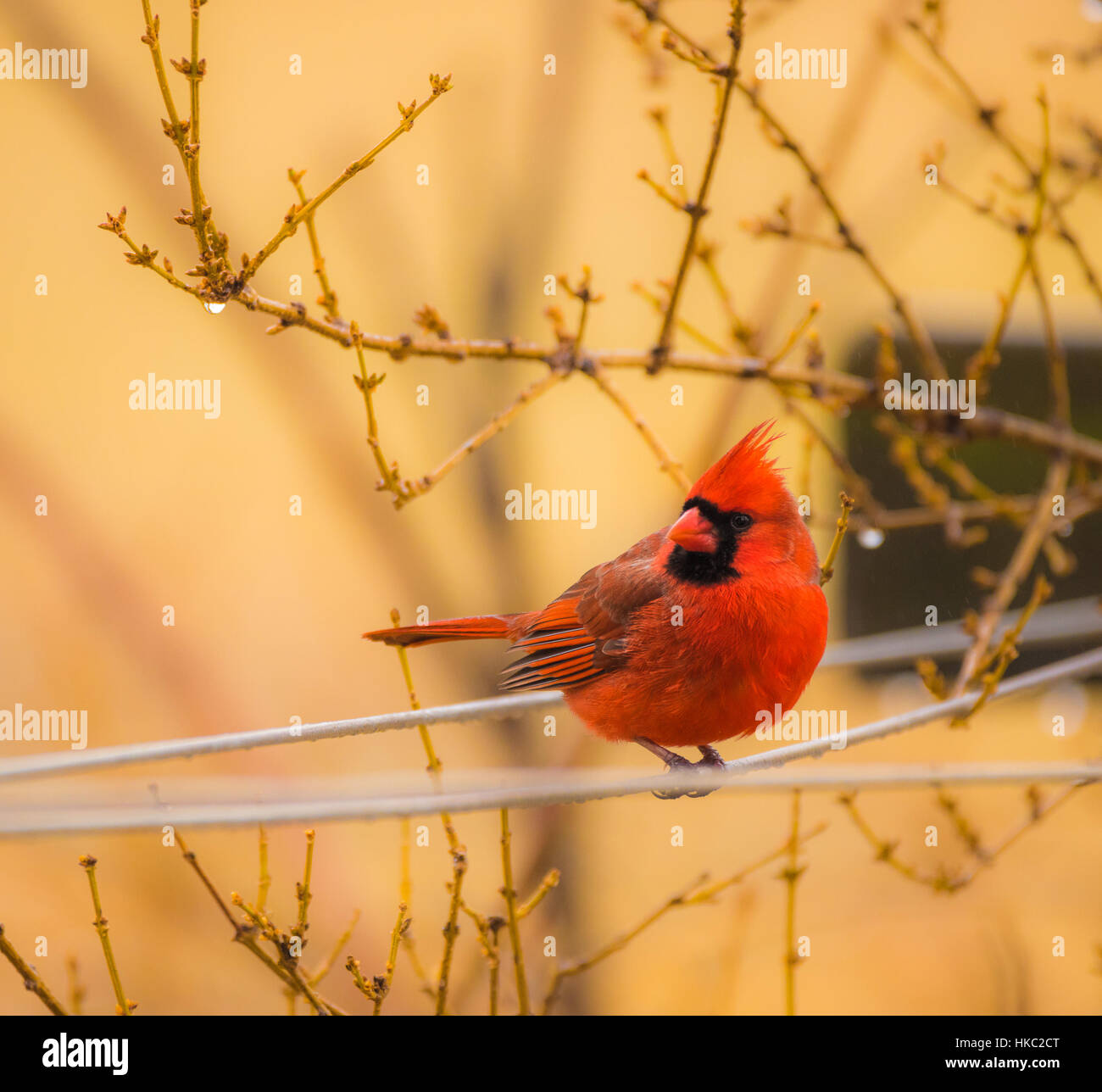 The male red cardinal pauses for a moment. Stock Photo