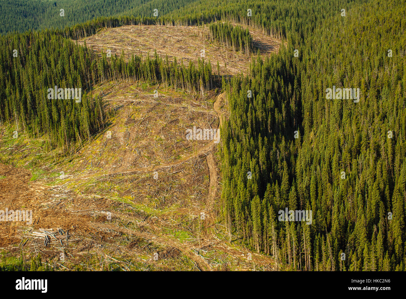 Clearcut logging in the foothills of Alberta's Rocky Mountains for timber harvesting affects water retention and flood mitigation in the environment Stock Photo