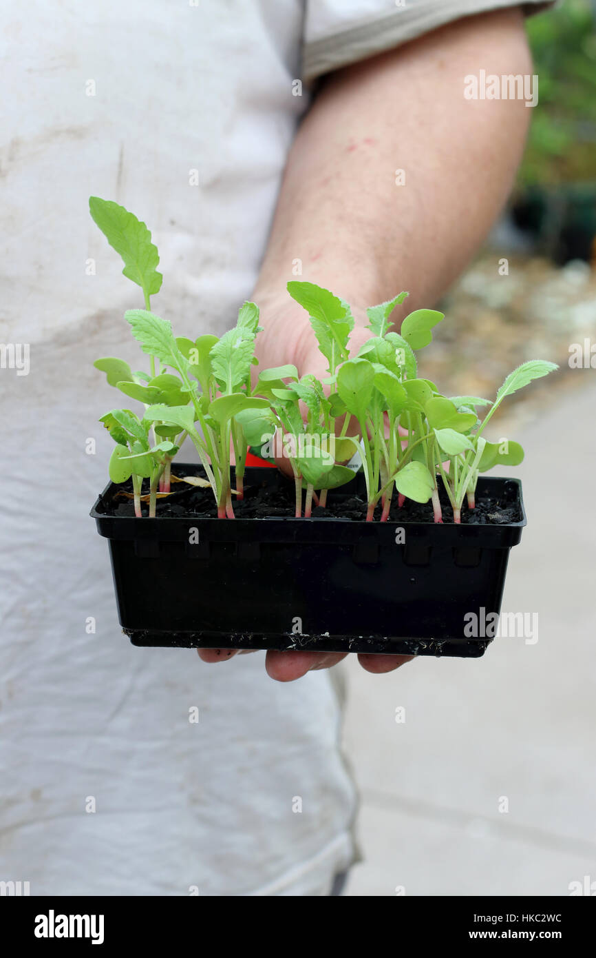 Hand holding Raphanus raphanistrum or known as Radish seedlings ready to be planted in the ground Stock Photo