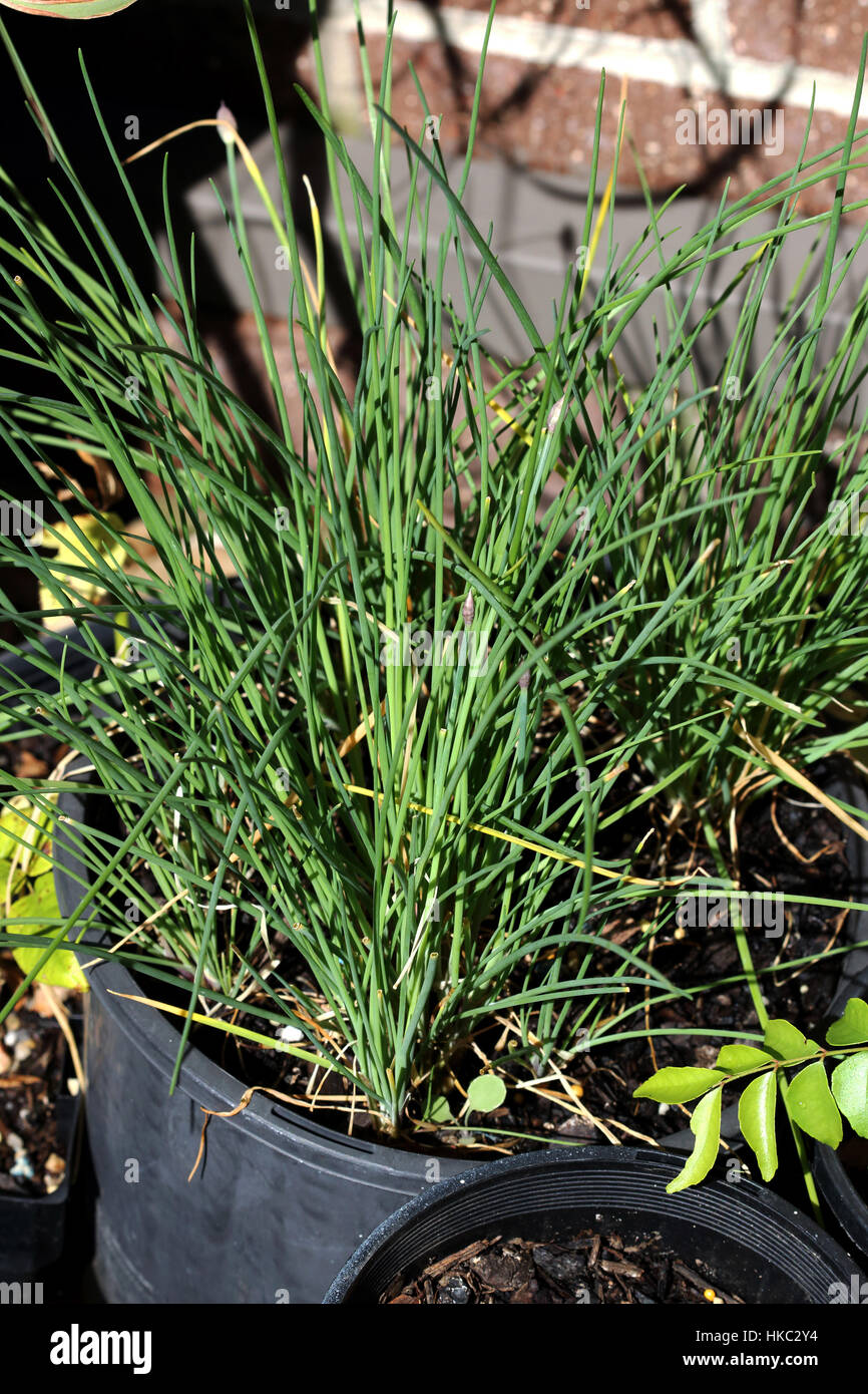 Growing Allium schoenoprasum or known as  Chives in a pot Stock Photo