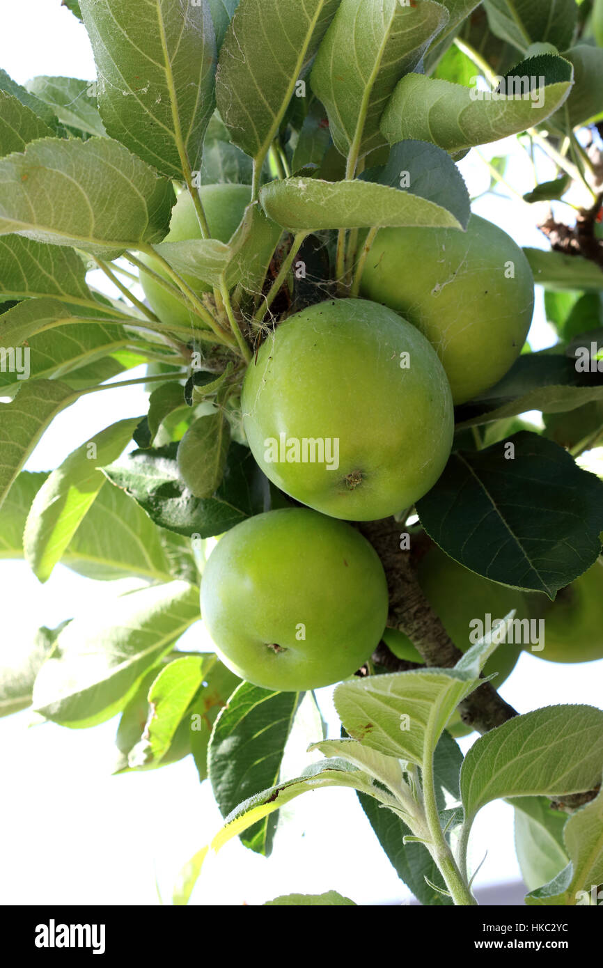 Fresh Green Apples on a  tree branch Stock Photo