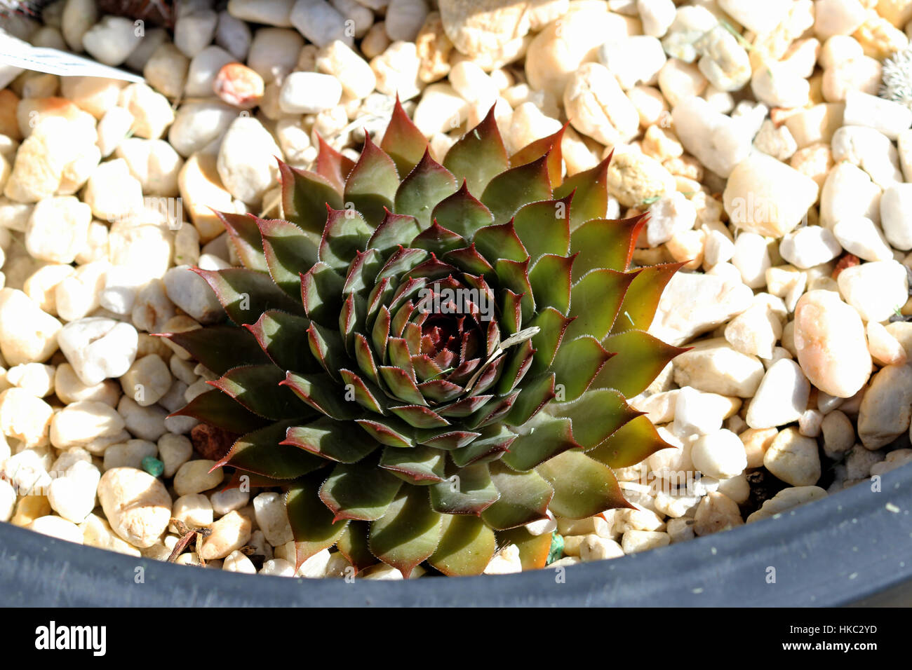 Close up of Houseleek Sempervivum tectorum growing on pebbles Stock Photo