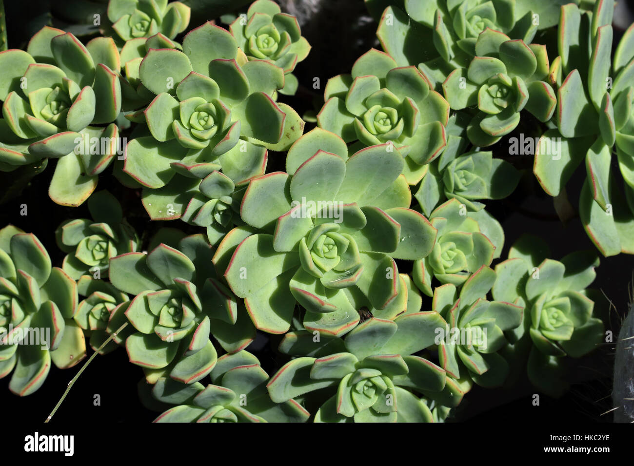 Aeonium haworthii 'Pinwheels' Stock Photo