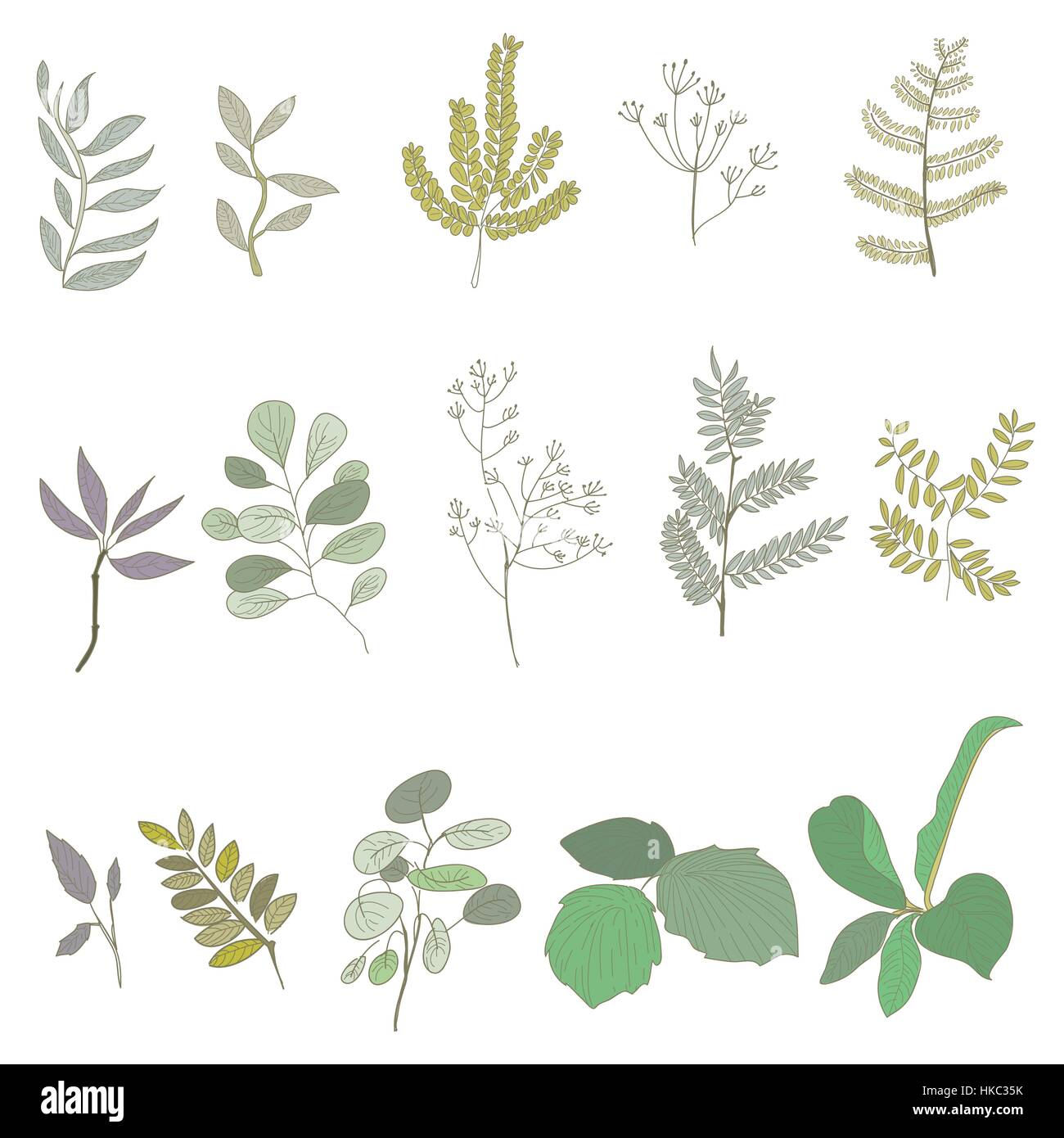Herb Botanical Vector Drawing Concept Stock Vector Image & Art - Alamy