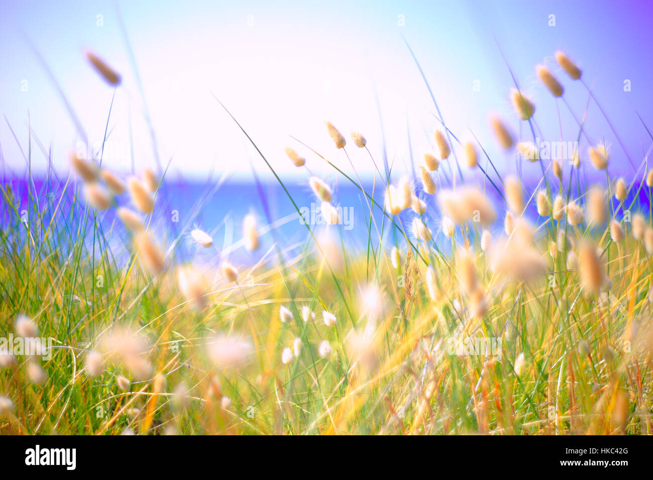 Bunny Tails Grass Lagurus Ovatus growing over dunes Stock Photo Alamy