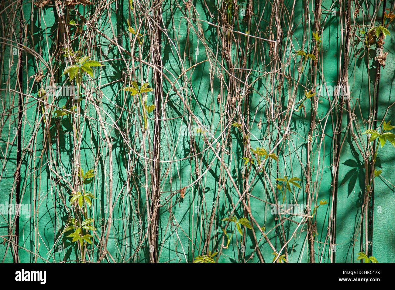 Grow vines on fence hi-res stock photography and images - Alamy