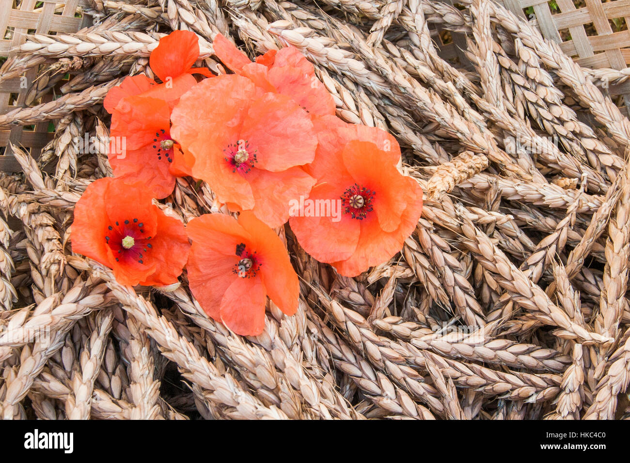 Cob of spelt and red poppies in a basket (France) Stock Photo