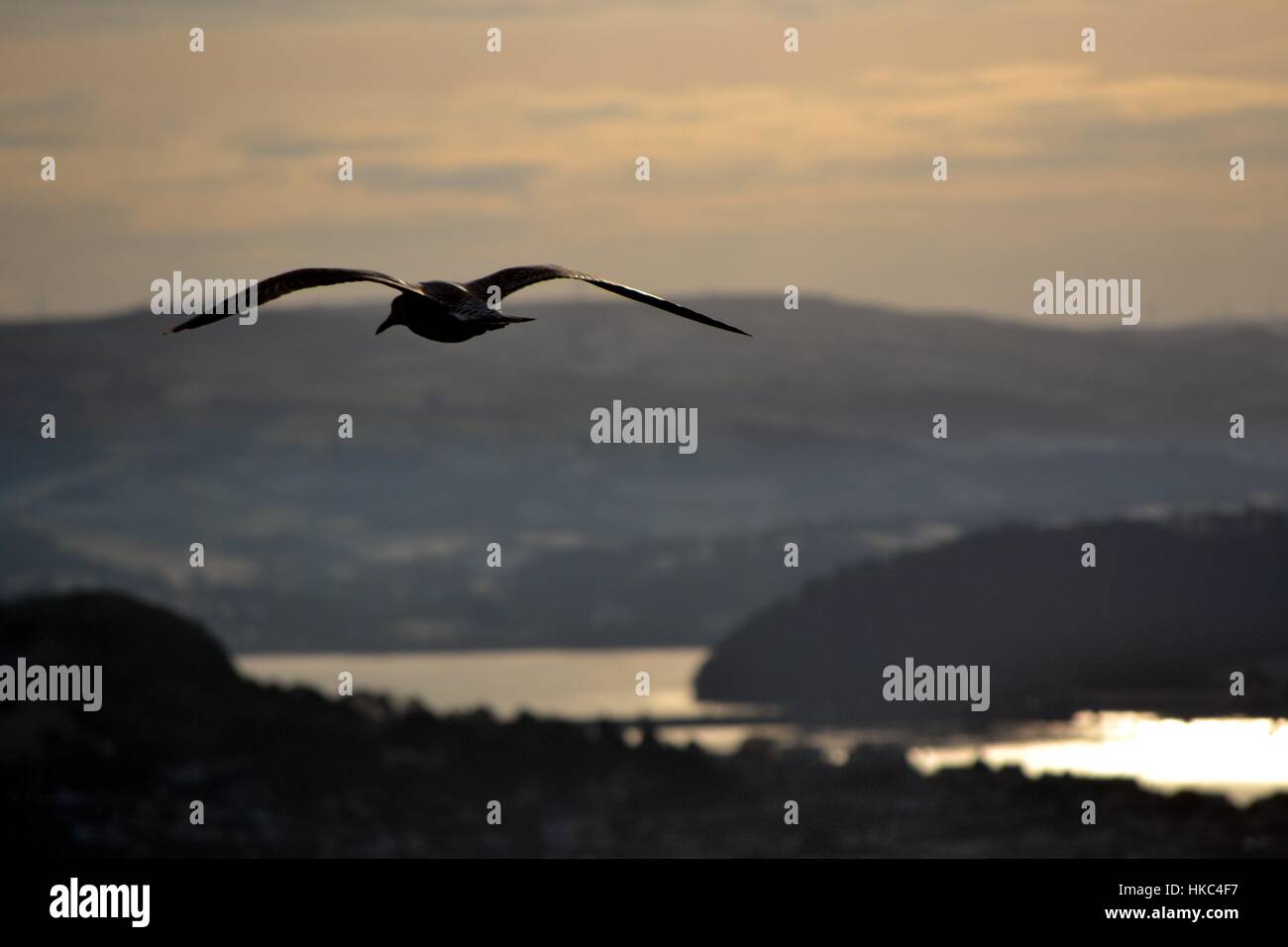 A seagull flying towards Llandudno in North Wales Stock Photo