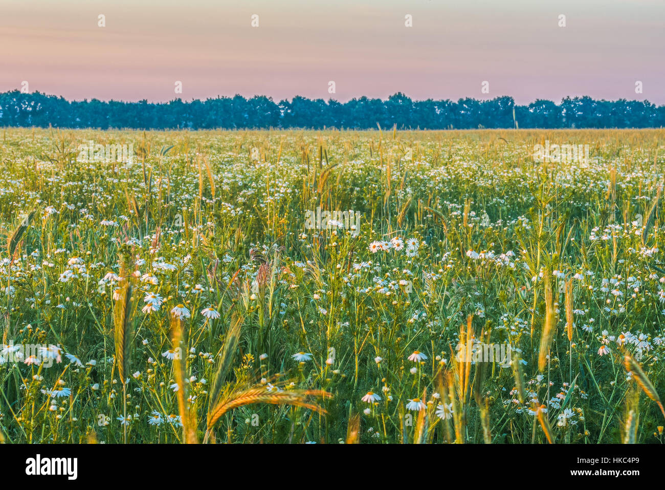 Sunrise in the field with daisies. Stock Photo