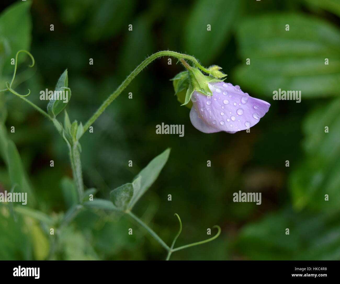 Single  pale lilac colored sweet-pea flower with raindrops on petal bloom, leaves and greenery in background Stock Photo