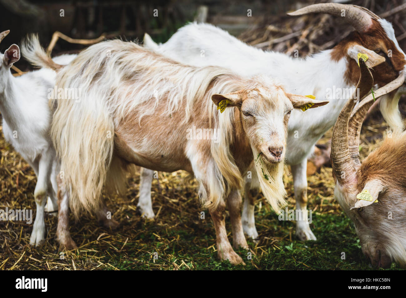 Mountain goats in natural environment on a pasture. Domestic animals in stables on in rural scene from Slovenia Stock Photo - Alamy Mountain goats in natural environment on a pasture. Domestic animals in stables on in rural scene from Slovenia Stock Photo - Alamy