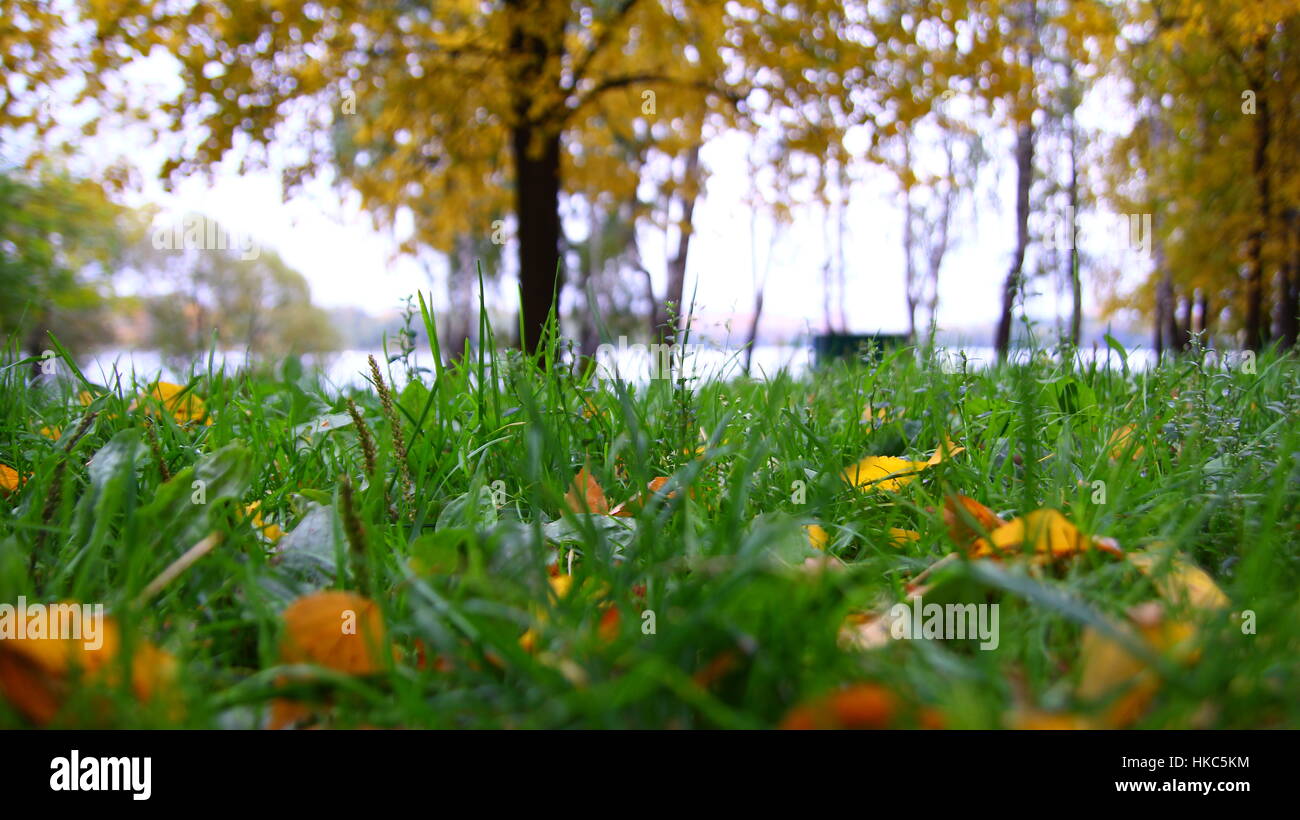 Colorful foliage in the autumn park nature background Stock Photo - Alamy