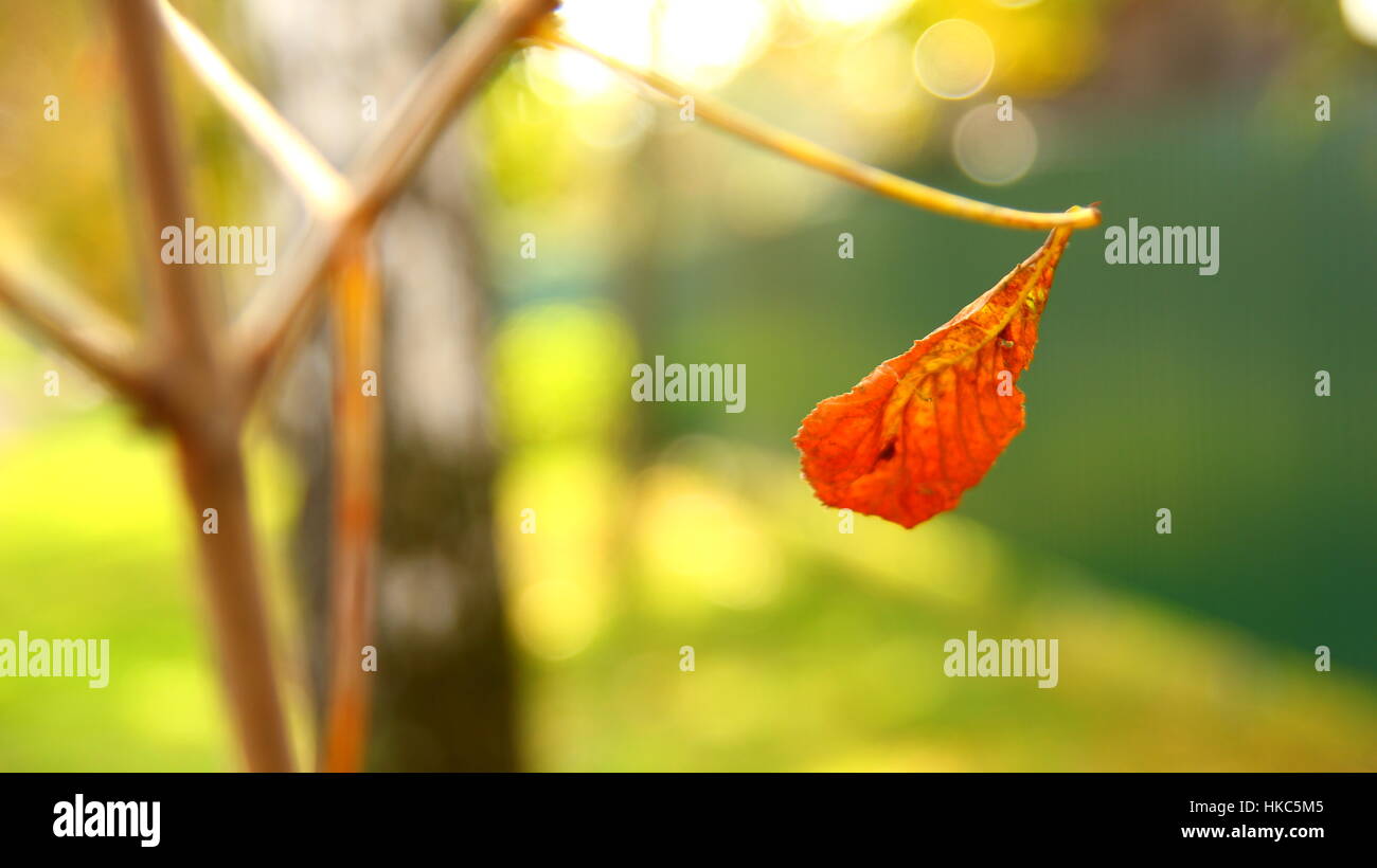 Colorful foliage in the autumn park nature background Stock Photo - Alamy