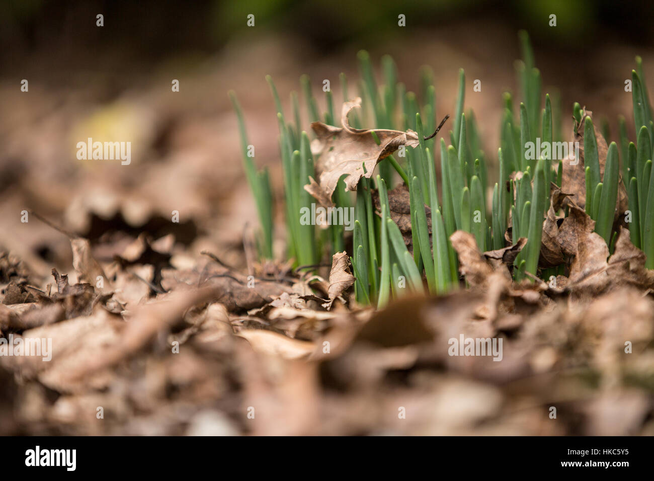 A plant begins to sprout, confused by the warm winter weather. Stock Photo