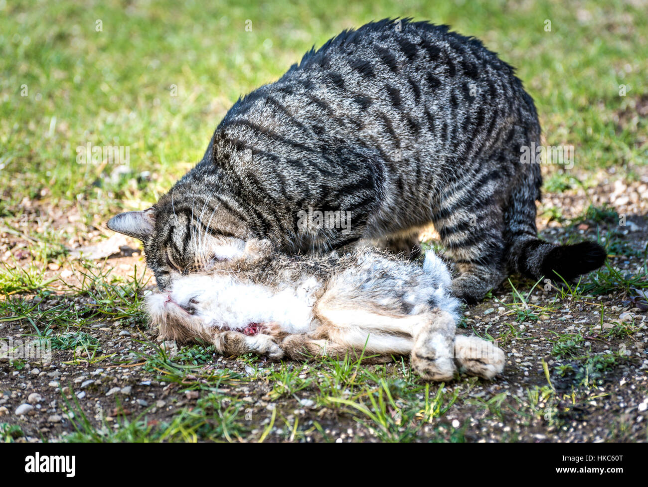 Domestic cat is eating a wild rabbit. A home predator has captured the prey. Domestic animal is hunting outside for rodents. Stock Photo