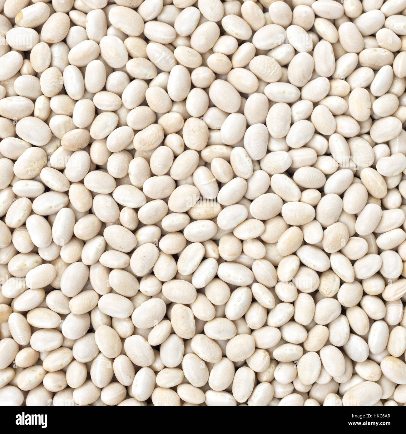 Small Navy, haricot, white pea, white kidney or Cannellini Purgatorio beans texture background or pattern. Raw legume food. Stock Photo