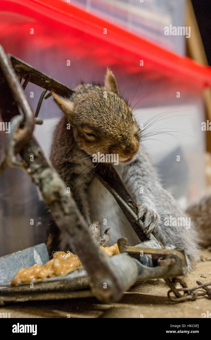 Grey Squirrel caught in a Humane Squirrel Trap Sciurus Carolinensis Surrey  UK Stock Photo - Alamy