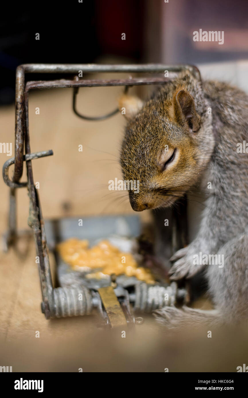 A Gray Squirrel Trapped in a Live Trap Stock Image - Image of hungry,  orphan: 187167639