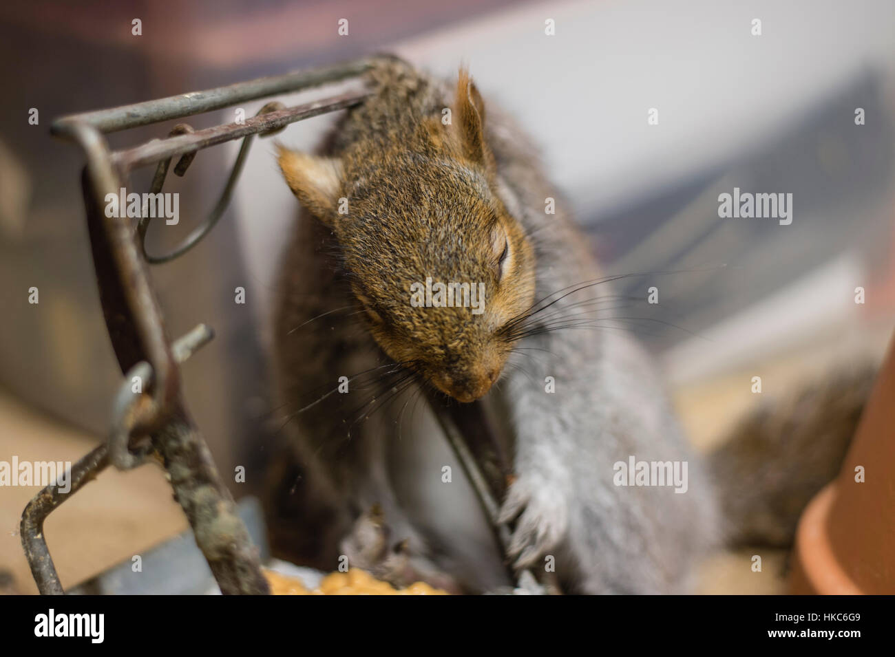 Dead grey squirrel caught in trap in domestic dwelling loft / attic