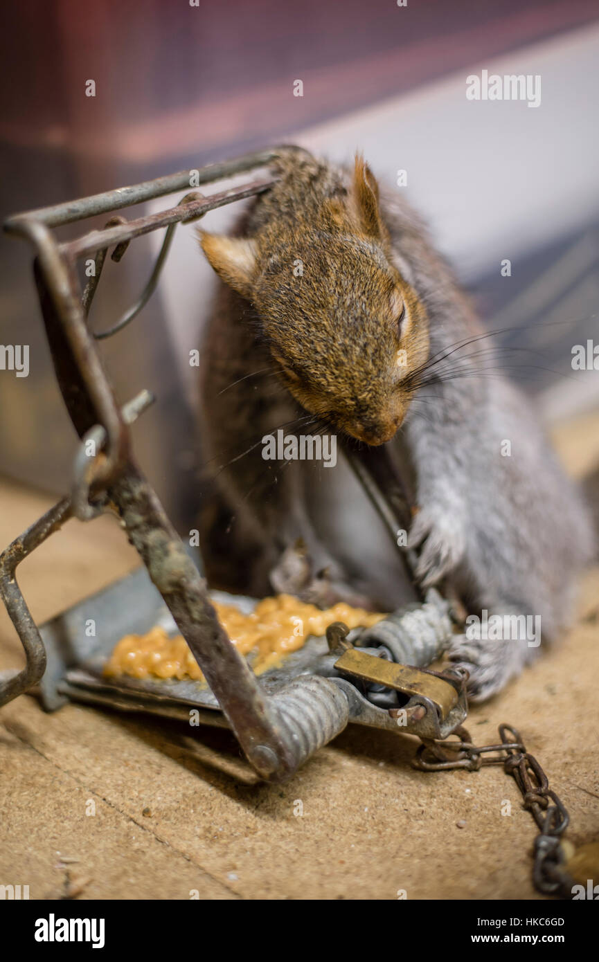 Dead grey squirrel caught in trap in domestic dwelling loft / attic Stock  Photo - Alamy
