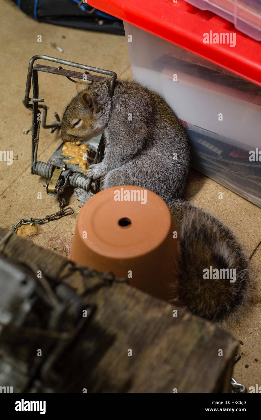 Nest in the attic hires stock photography and images Alamy