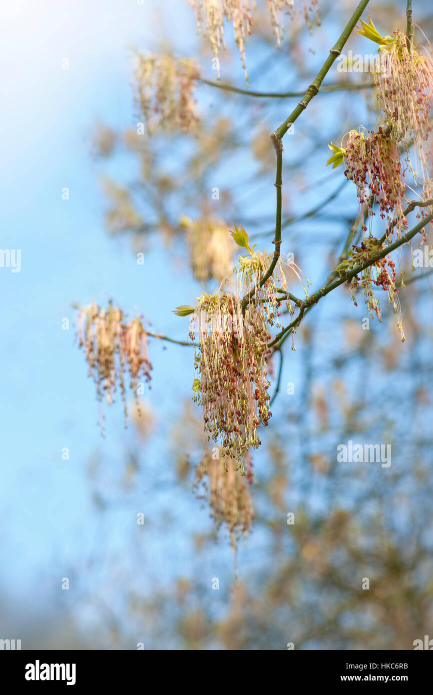 Close-up portrait image of the ash leaf maple tree also known as Acer Negundo Stock Photo