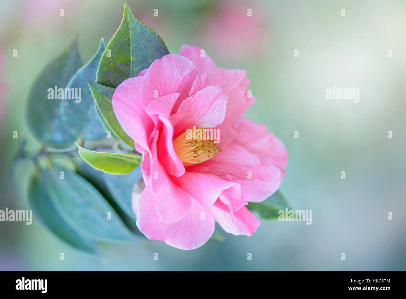 Close-up of a beautiful spring flowering pink Camellia flower against a soft background. Stock Photo
