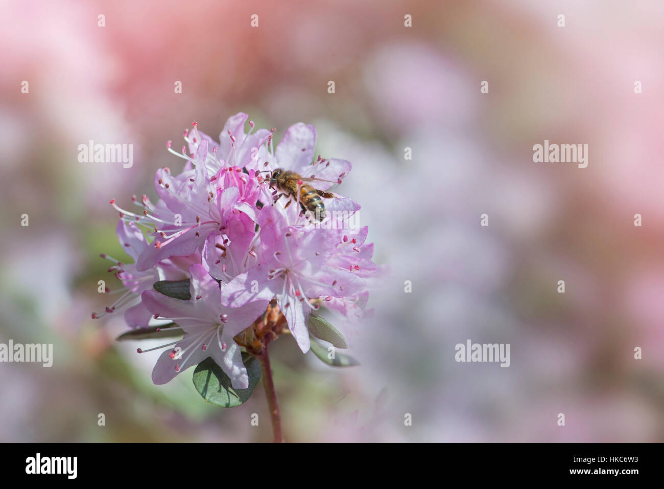 Pale pink Rhododendron flower with a bee collecting pollen, image taken against a soft background. Stock Photo