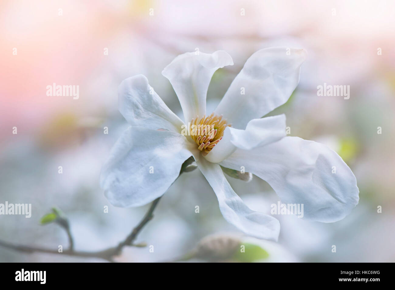 The beautiful white flower of Magnolia (Magnolia x veitchii) 'Columbus ...