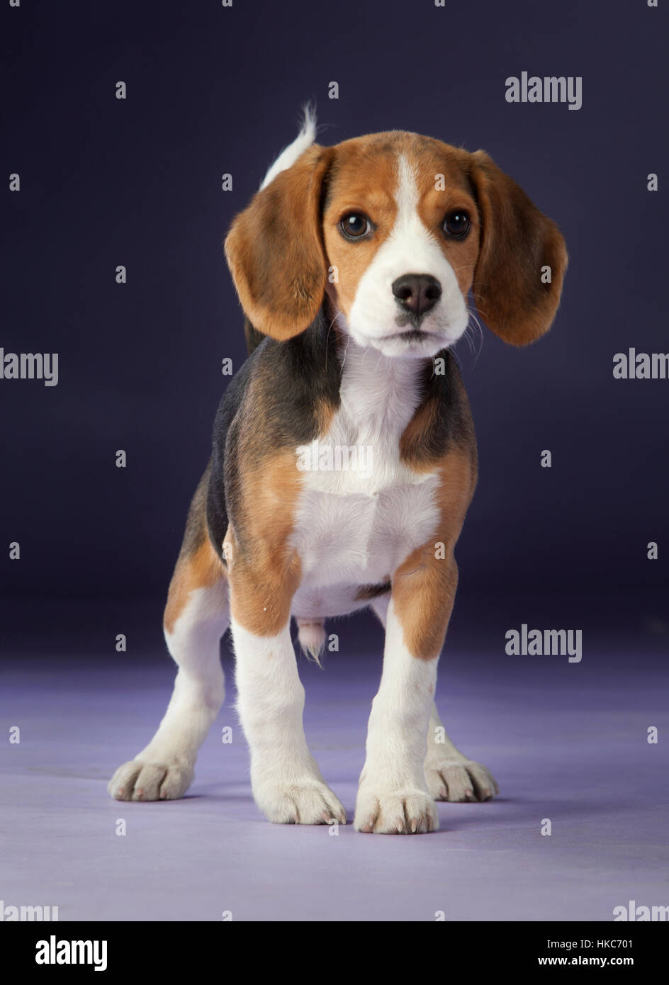 Baby beagle cheap